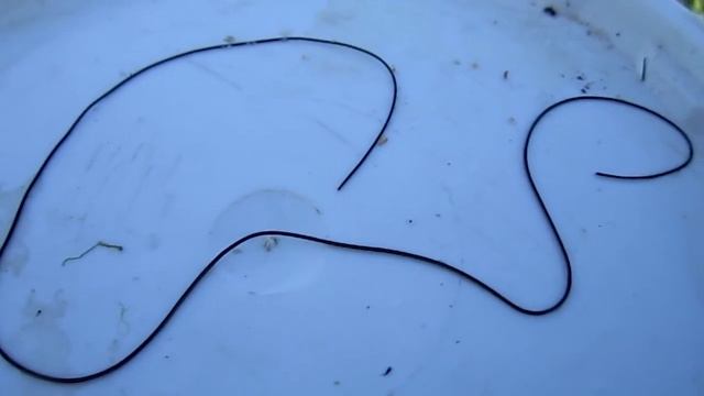 Опять конский волос 23.06.17. смотреть онлайн