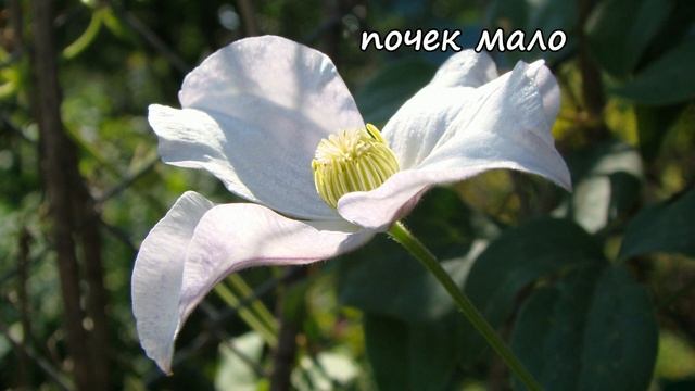 Клематисы-2023. Саженцы из Подворья. Распаковка и посадка смотреть онлайн