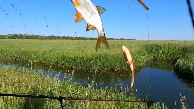 РЫБА НЕ ДАЁТ ПОСТАВИТЬ ЭКРАНЫ!!! Удачная рыбалка на экраны телевизоры. смотреть онлайн