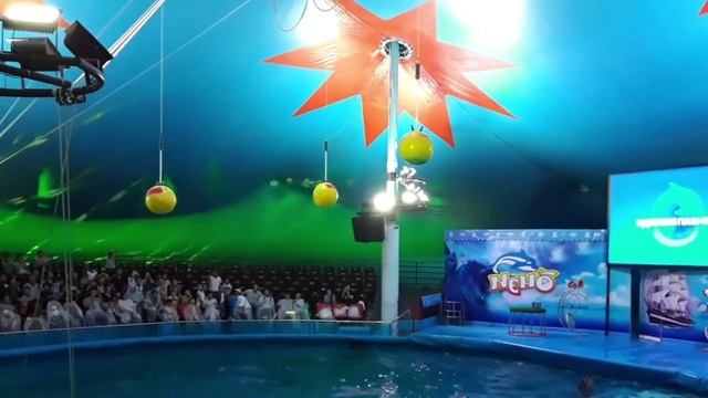 Дельфинарий НЕМО Представление в Ташкенте смотреть онлайн