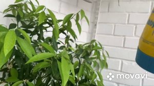 Щитовка на лимоне Каррубару, обрабатываю цитрусы актарой