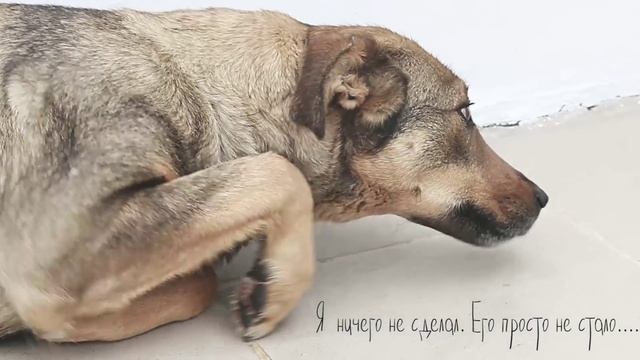 Социальная реклама про бездомных животных. "ОНИ НЕ ВИНОВАТЫ" смотреть онлайн