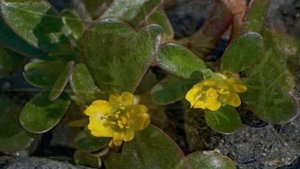 КАК ВЫВЕСТИ ПОРТУЛАК ОГОРОДНЫЙ