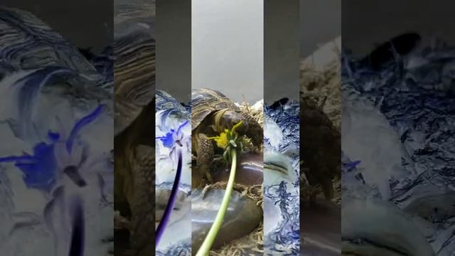 среднеазиатская черепаха ест