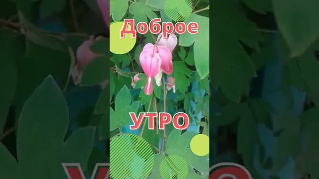 Доброе утро! Розовые цветы - как розовые мечты...