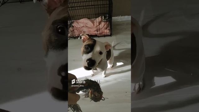 повторяем команды ?#amstaff #pitbull #амстафф #дрессировка #дрессировкасобаки #dog.mp4