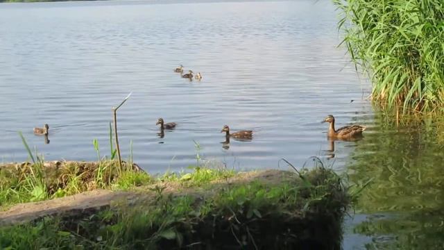 Рыбалка в Подмосковье. Утки гоняя друг друга спугнули полукилограммовых карасей!! смотреть онлайн