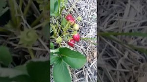 Клубника Царица первый год посадки