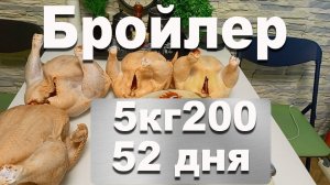 бройлер 52 дня из столового яйца на "СЛАВНОМ КОРМЕ". Пробиотики рулят, от БИОТЕХАГРО!!