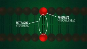 Жидкостная мозаичная модель | Клетки | Биология |