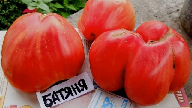 Сорт помидор Батяня/ Характеристика и описание сорта