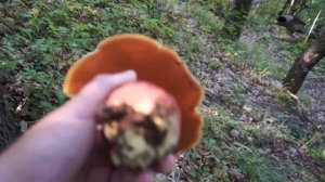 Шикарный запах поддубника (?) в Крыму