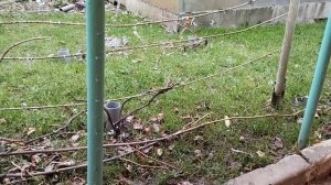 Виноград Подмосковья 05.11.2022г.., обрезка лозы и заготовка черенков