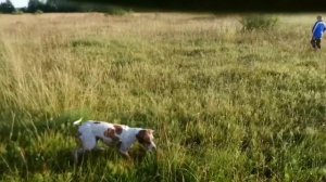 Охота на дупеля и бекаса
