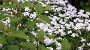 Иберис вечнозеленый купить