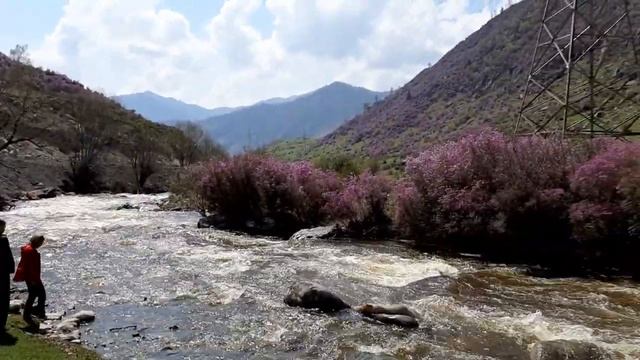 Горный Алтай 2021. В Японии любуются цветением сакуры, а в Горном Алтае - маральника. смотреть онлайн