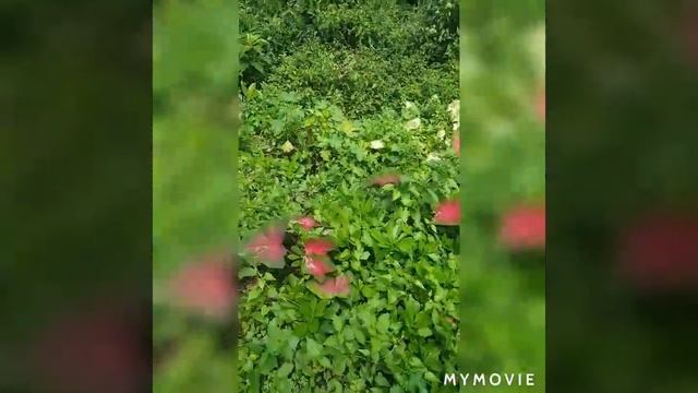 Elephant Ear plant // Caladium // Dark chocolate plant смотреть онлайн