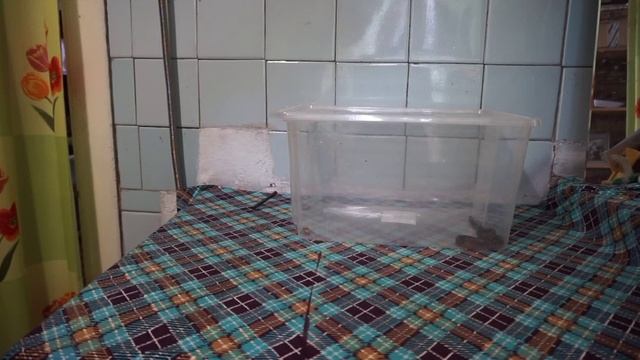 Гадюка | Змея | Гадюка дома | Содержание змеи | смотреть онлайн