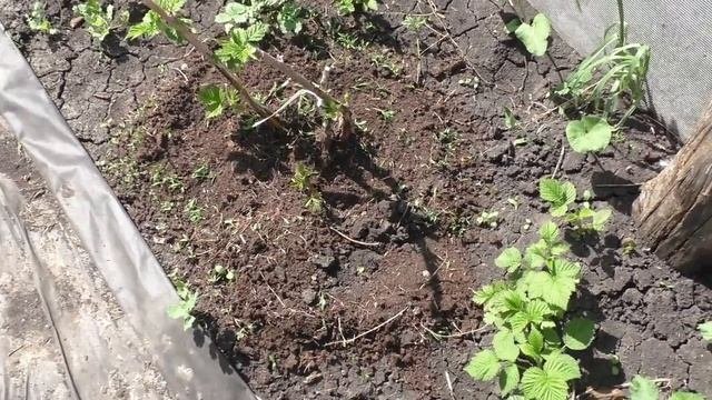 Весенние работы на ремонтантной малине