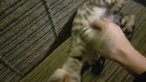 Как отучить котёнка кусаться, и играть с руками?