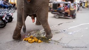 big shit: elephant´s toilet at Udaipur