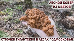 ?СТРОЧКИ ГИГАНТСКИЕ РАДУЮТ В ЛЕСАХ ПОДМОСКОВЬЯ.?ЛЕСНОЙ КОВЁР ИЗ ЦВЕТОВ.?Май 2022