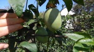 Как появилась "Маракуйя Северная".