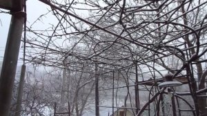 Виноград на зиму НЕ УКРЫВАТЬ.