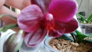 Sogo Relex  первое цветение!