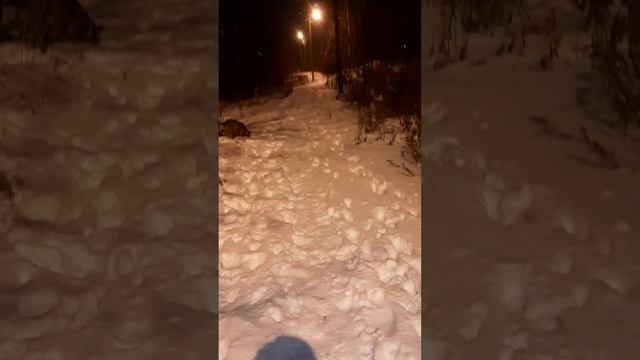 при свете фонарей #вечер#погулка #собаки #босерон_питбуль смотреть онлайн