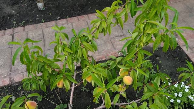 От проливных дождей начал трещать персик. Чем обработать от загнивания? смотреть онлайн