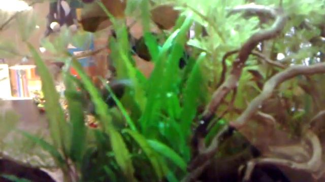 Макропод заболел? смотреть онлайн