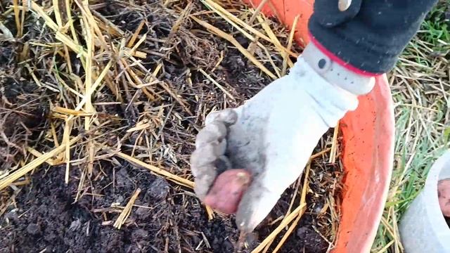 Копаем картошку Унику в тубе/не ведро, конечно смотреть онлайн