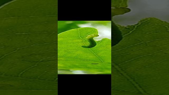 Зелёная гусеница поедает зелёный листик в диком лесу!