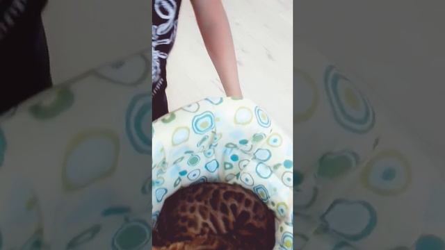 Бенгальский кот катается на ходунках смотреть онлайн