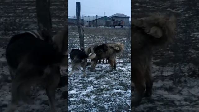 Волкодавы и первый снег .