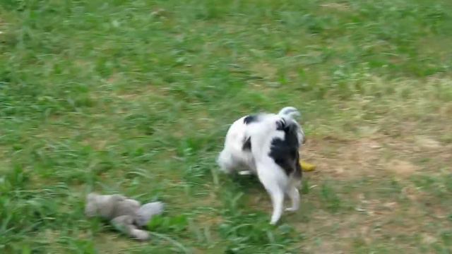 Звезда резвится (японский хин Мика) смотреть онлайн