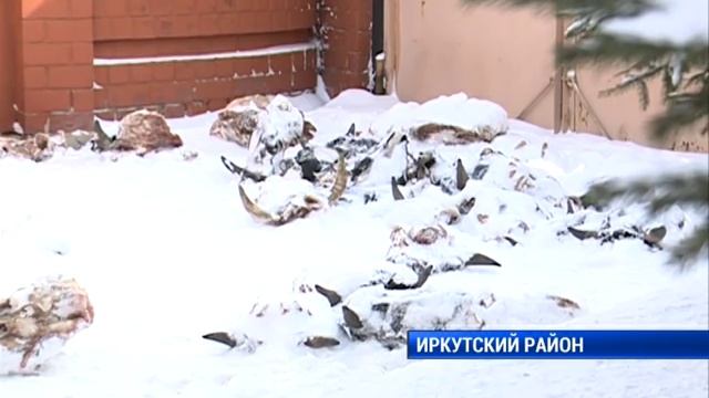 40 собак в доме смотреть онлайн