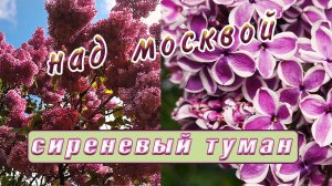 Сколько сортов сирени вы знаете? Сиреневый сад .