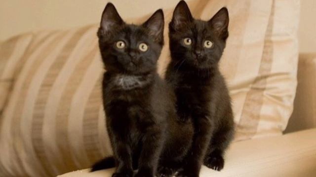 «Оцепенела от страха!»: девушка проснулась ночью от того, что в ее волосах кто-то копошится смотреть онлайн