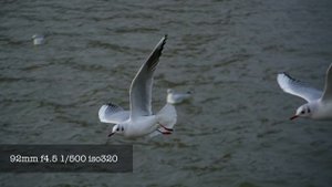 Nikon AF-S DX VR Nikkor 55-200mm f/4-5.6G Lens Sample Images in 4K