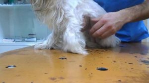 Ши тцу Лапушка на первичном осмотре 2 - Ветеринарная клиника "Добрый Доктор"