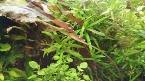 Тенелюбивые растения. Топ 10.