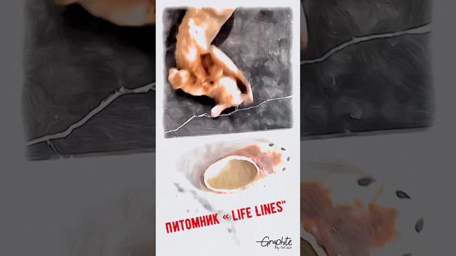 Абиссинские котята ПИТОМНИК « LifeLines” coshka@list.ru
