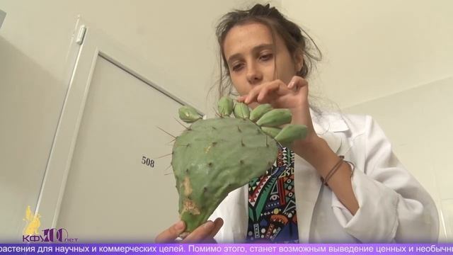 Технология микроклонального размножения кактусов – 28 августа 2018 г. смотреть онлайн