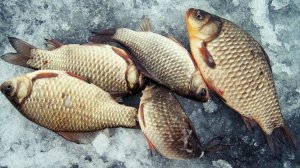 Зимняя рыбалка на Амуре 2021 Караси так и прут