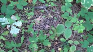 ЧТО ДЕЛАТЬ ПРИ ВСТРЕЧЕ С ДИКИМ ЖИВОТНЫМ?