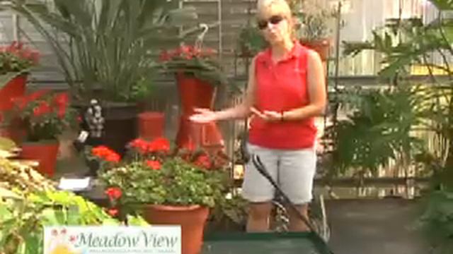 How to help your geraniums survive winter - Meadow View Video 8