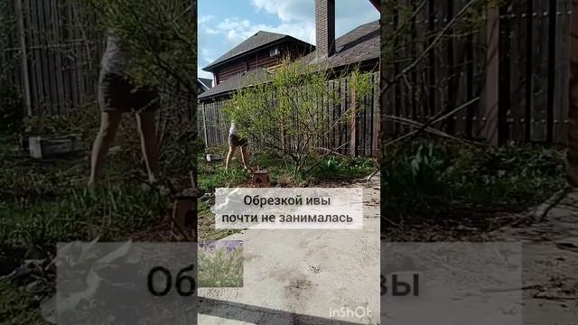 Ива Хакуро Нишики. Декоративный кустарник #ива #ландшафтный_дизайн смотреть онлайн