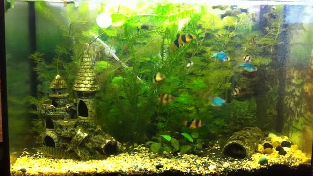 аквариум 100л [ боции, барбусы, сом, гуппи ] / [ Botia, Barbus, Thoracatum, Poecilia] смотреть онлайн